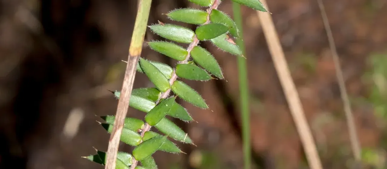Acrotriche prostrata