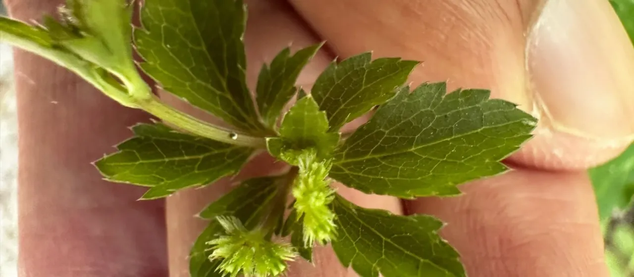 Canadian black snakeroot