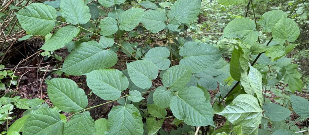 American spikenard