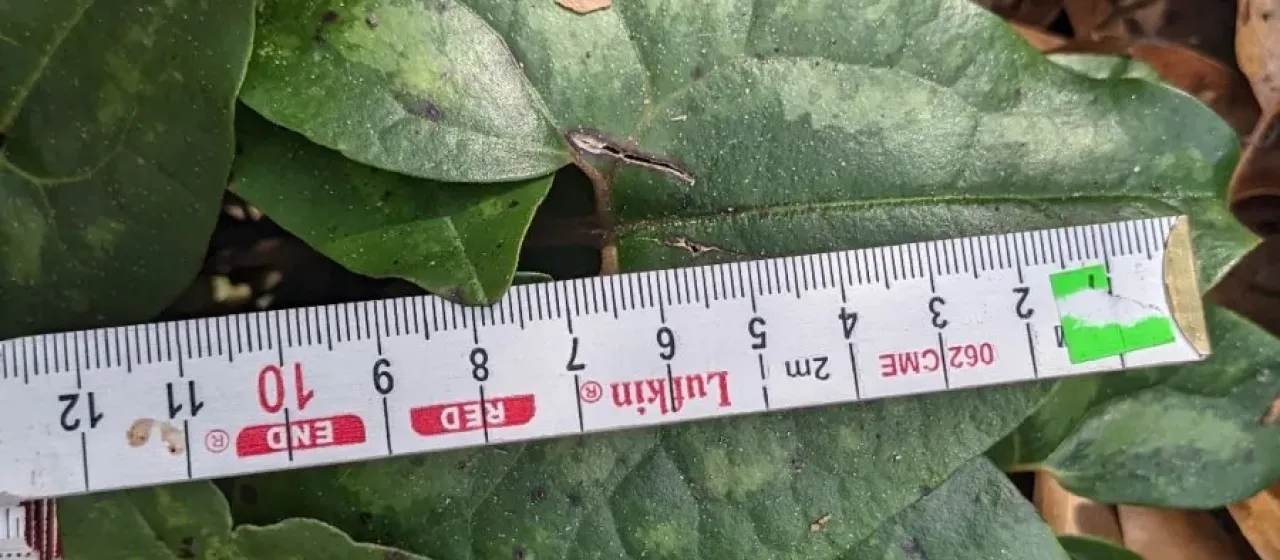 Arrowleaf wild ginger