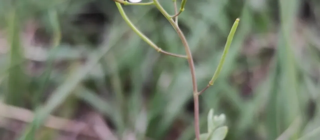 Salt cress