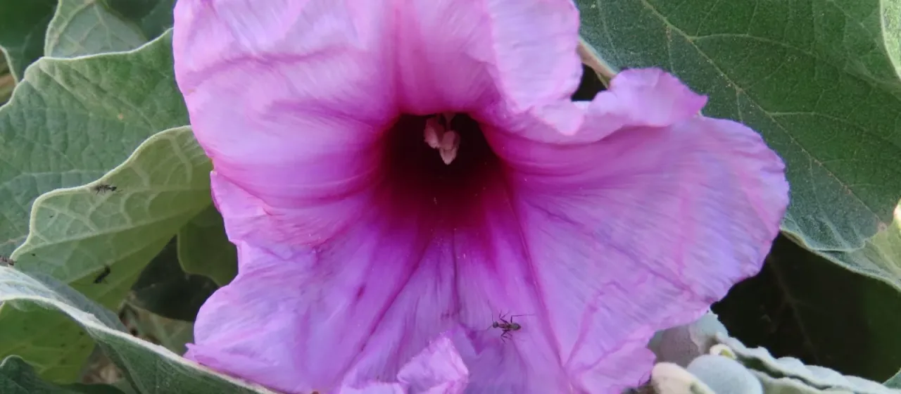 Turbina holubii