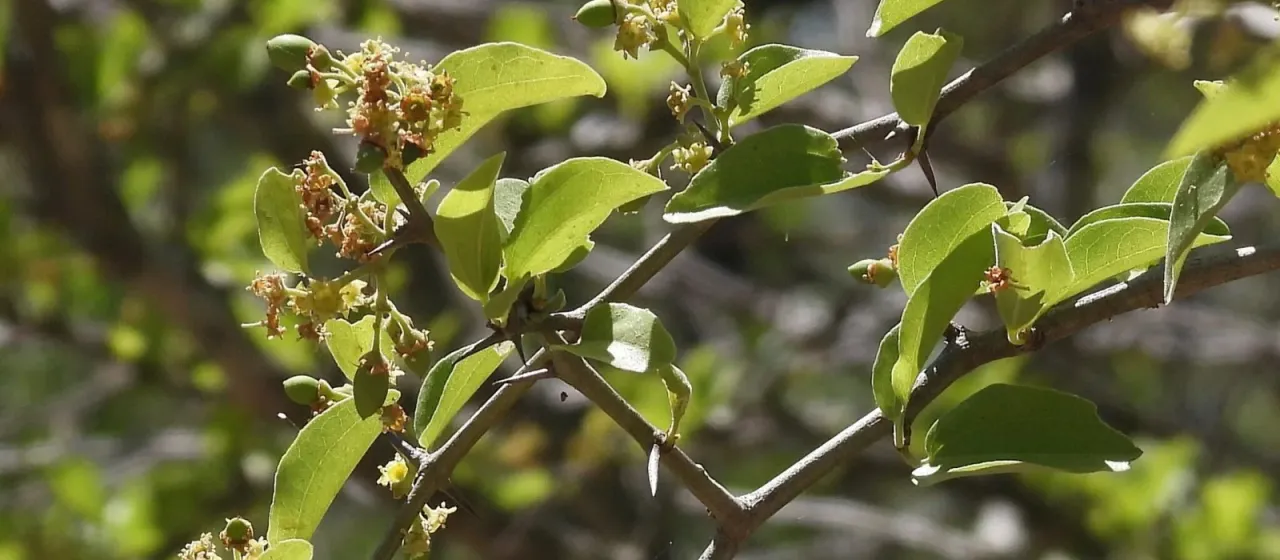 Ziziphus mistol