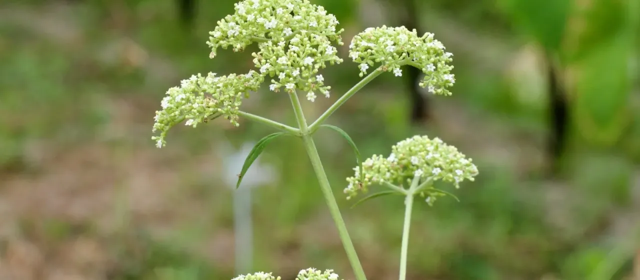 Patrinia villosa