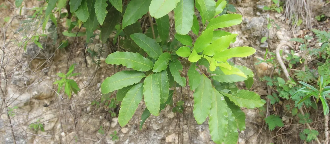 Cupania glabra