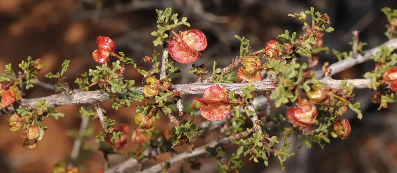 Dodonaea microzyga
