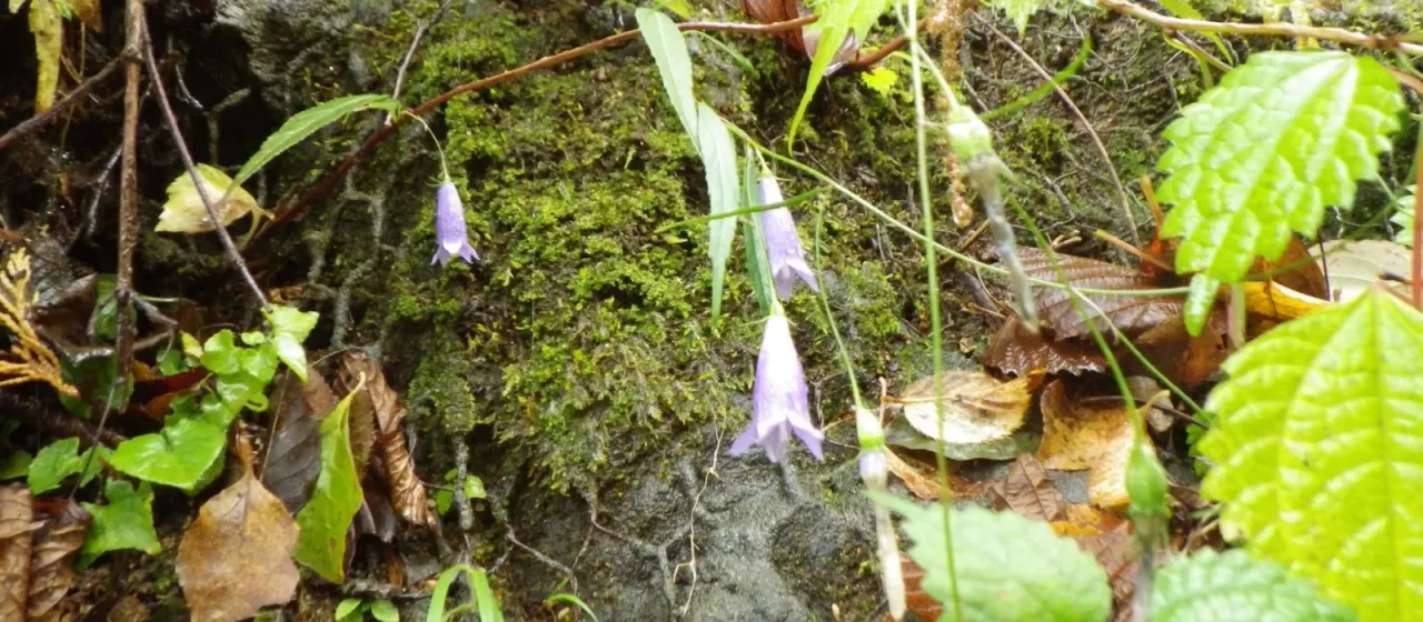 Adenophora takedae