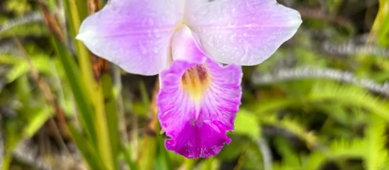 Bamboo orchid