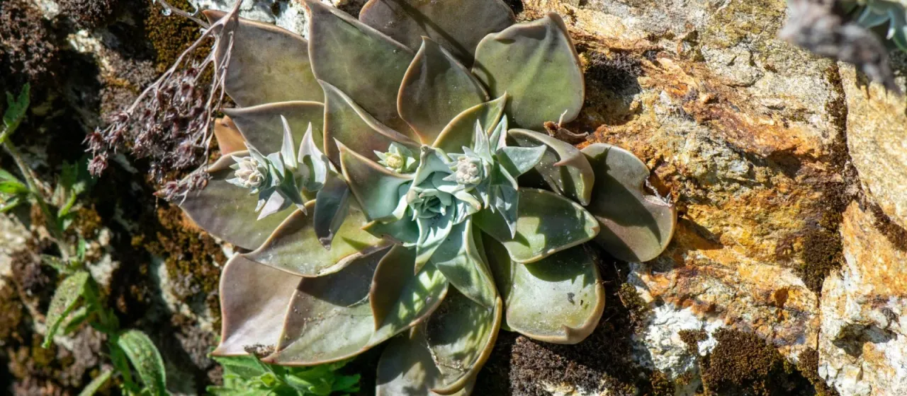 Echeveria parva
