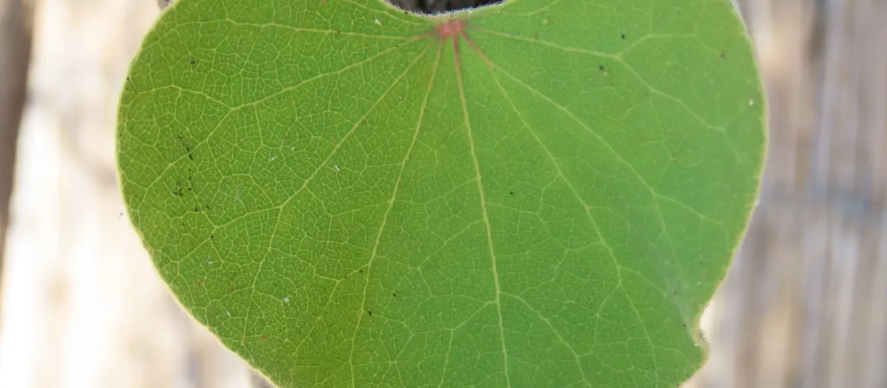 Cissampelos mucronata