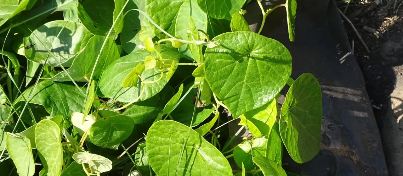 Stephania abyssinica