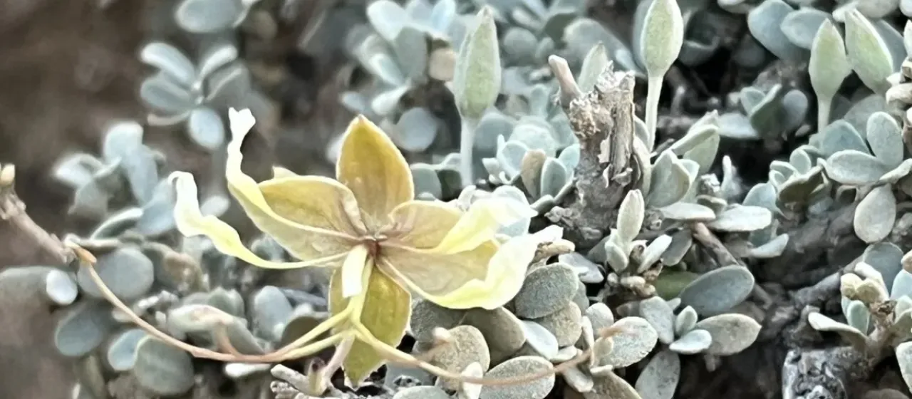 Cadaba farinosa