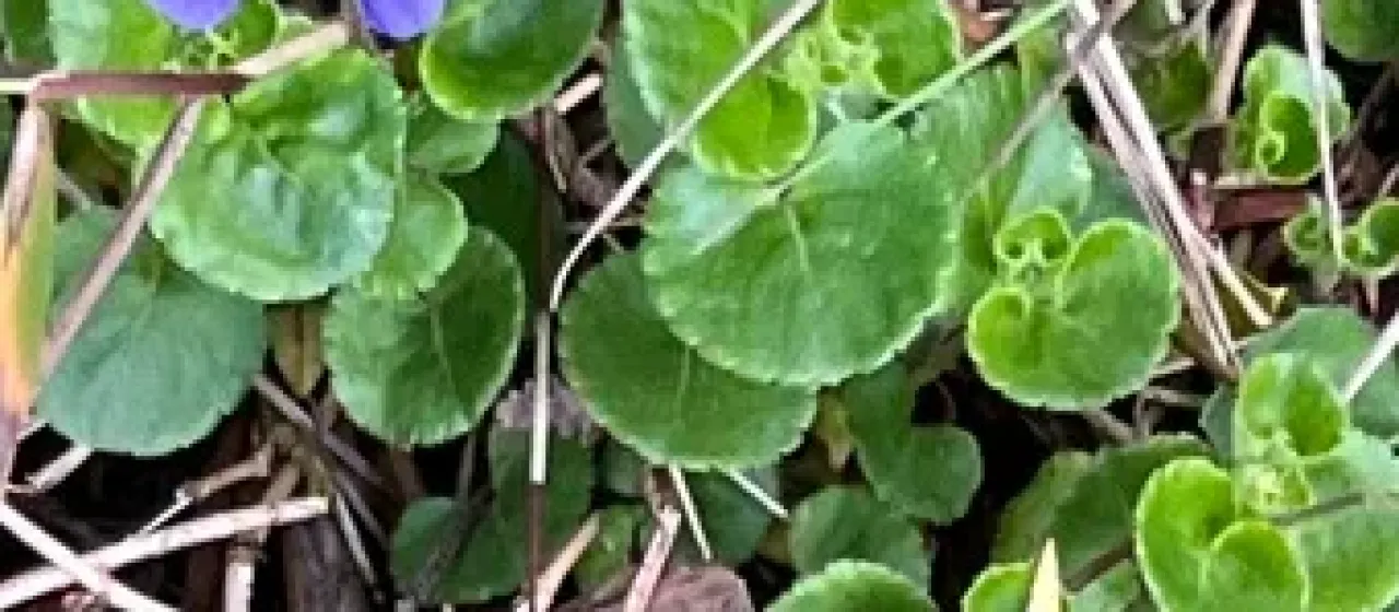 Фиалка Эмини