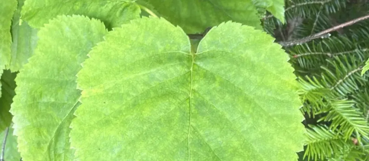 Heartleaf birch