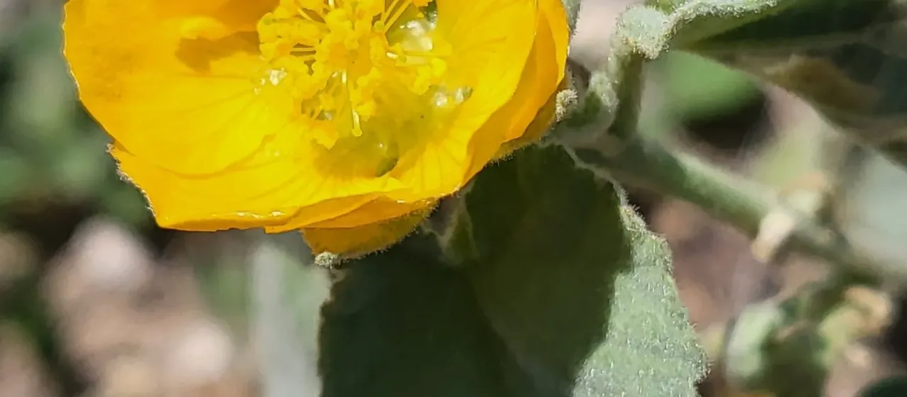 Berlandier's Indian mallow