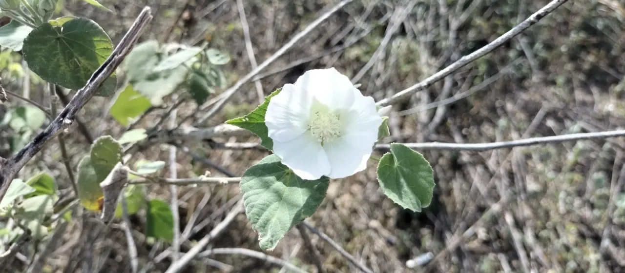 Abutilon glabriflorum