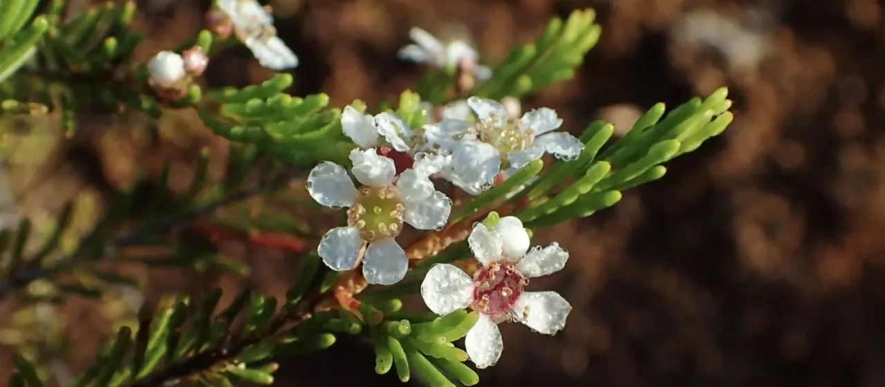 Sannantha leratii