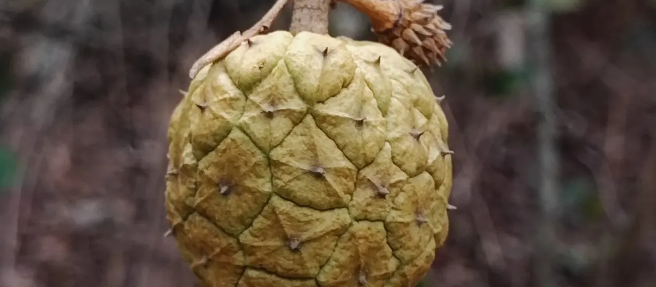 Duguetia furfuracea