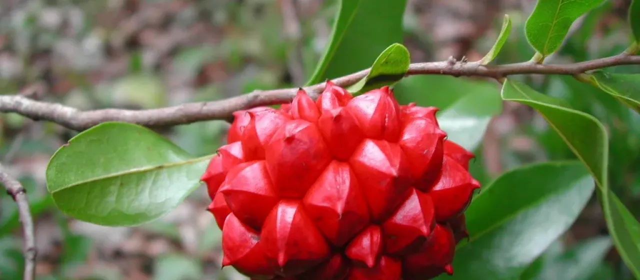 Duguetia lanceolata