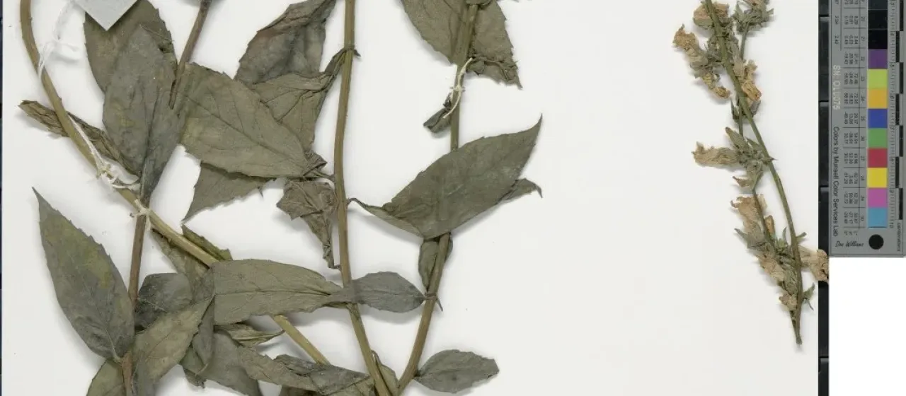 Adenophora stricta