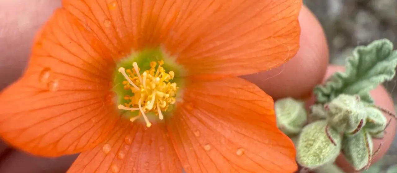 Small-leaf globemallow