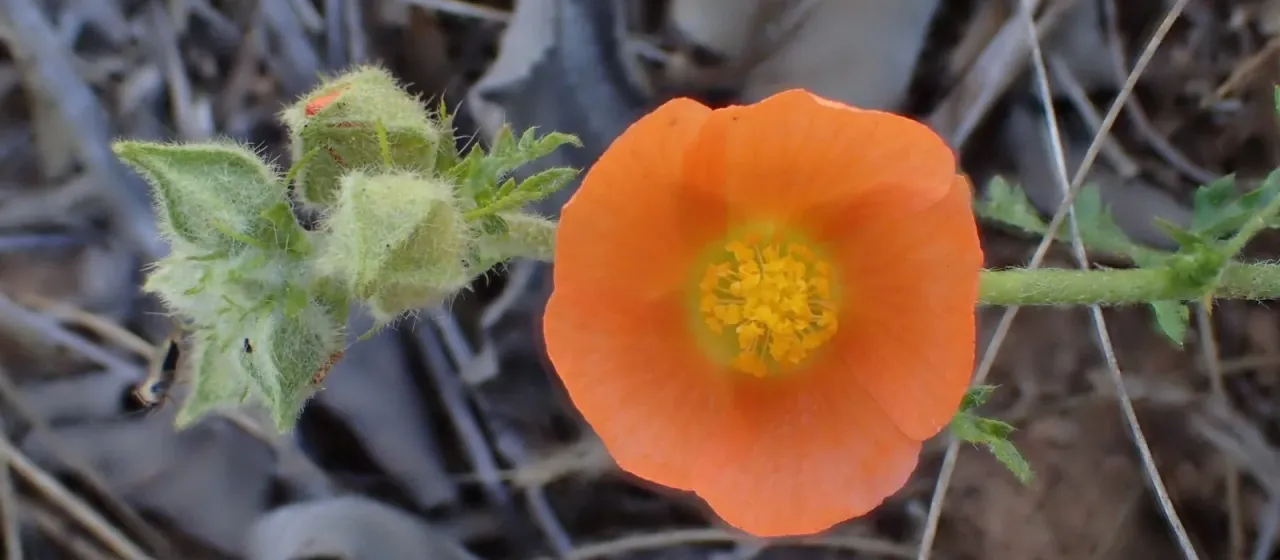Sphaeralcea pedatifida
