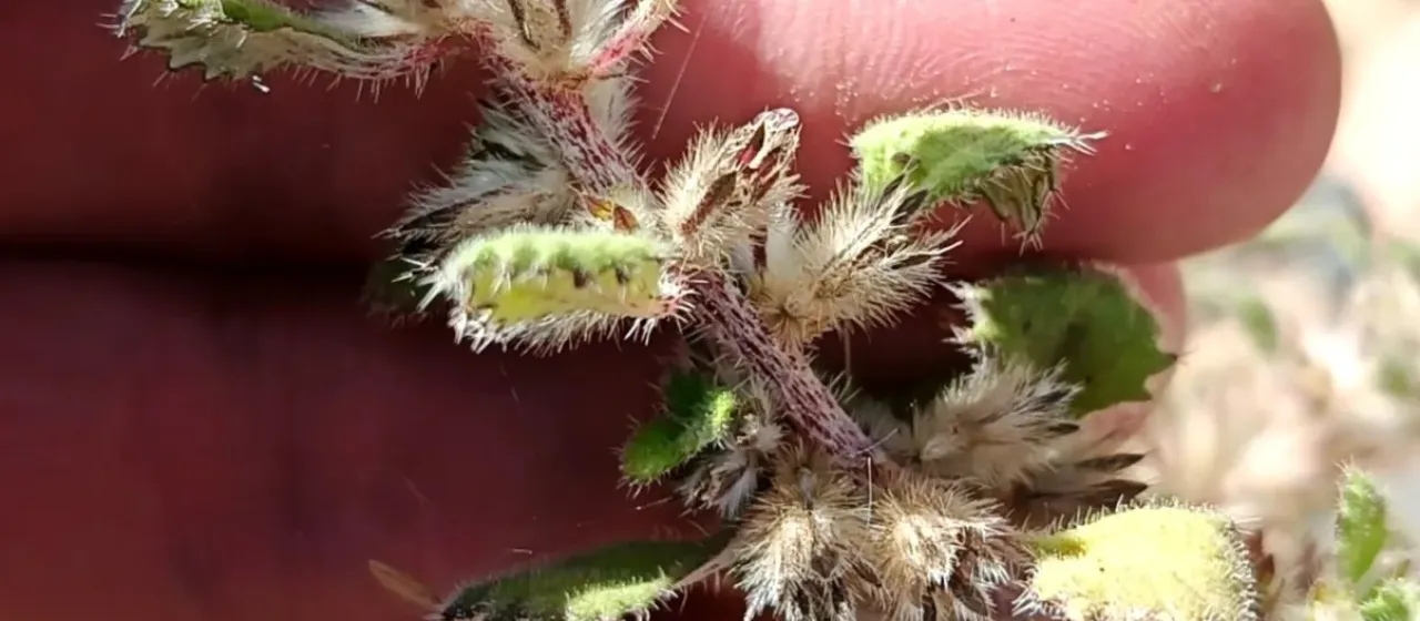 Forsskaolea tenacissima