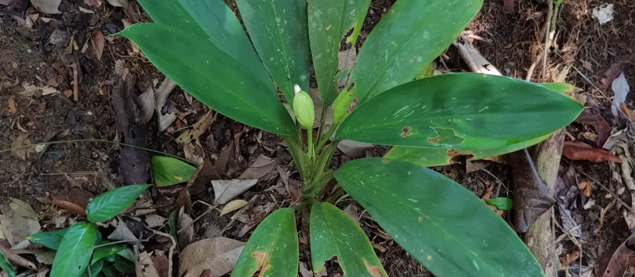 Aglaonema nitidum