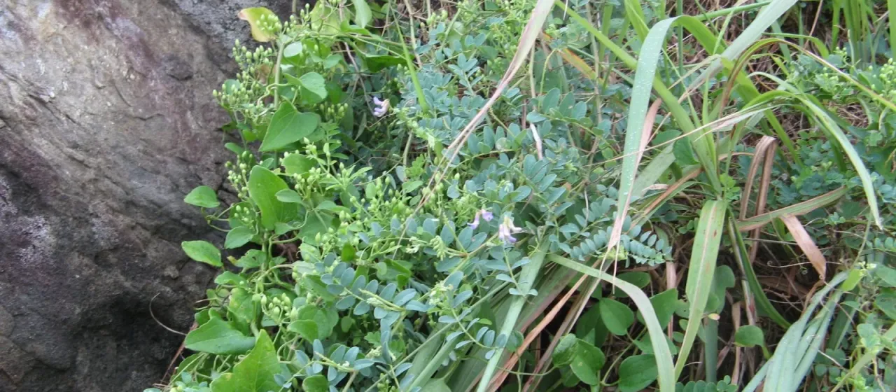 Japanese vetch
