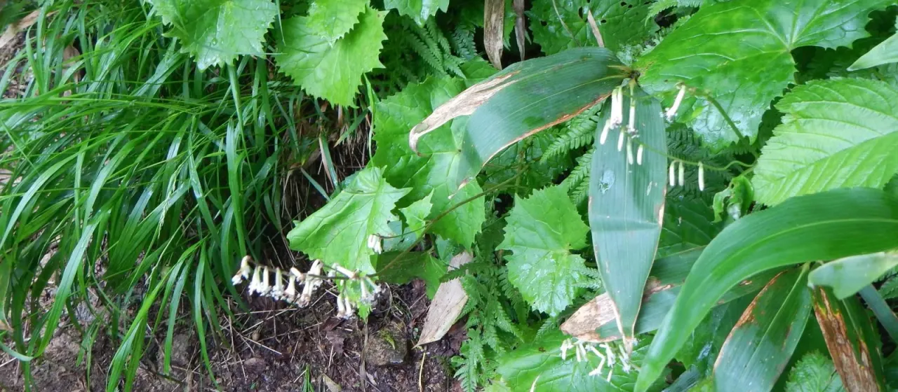 Parasenecio adenostyloides