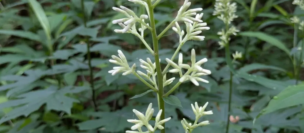 Parasenecio delphiniifolius