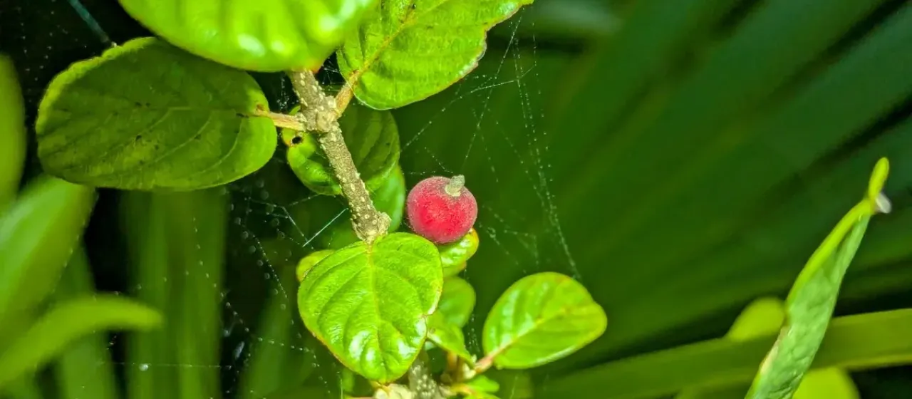 Guettarda elliptica