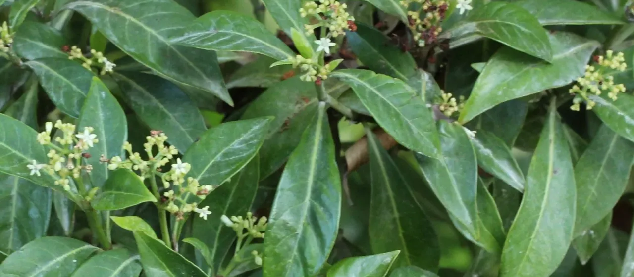Psychotria ligustrifolia
