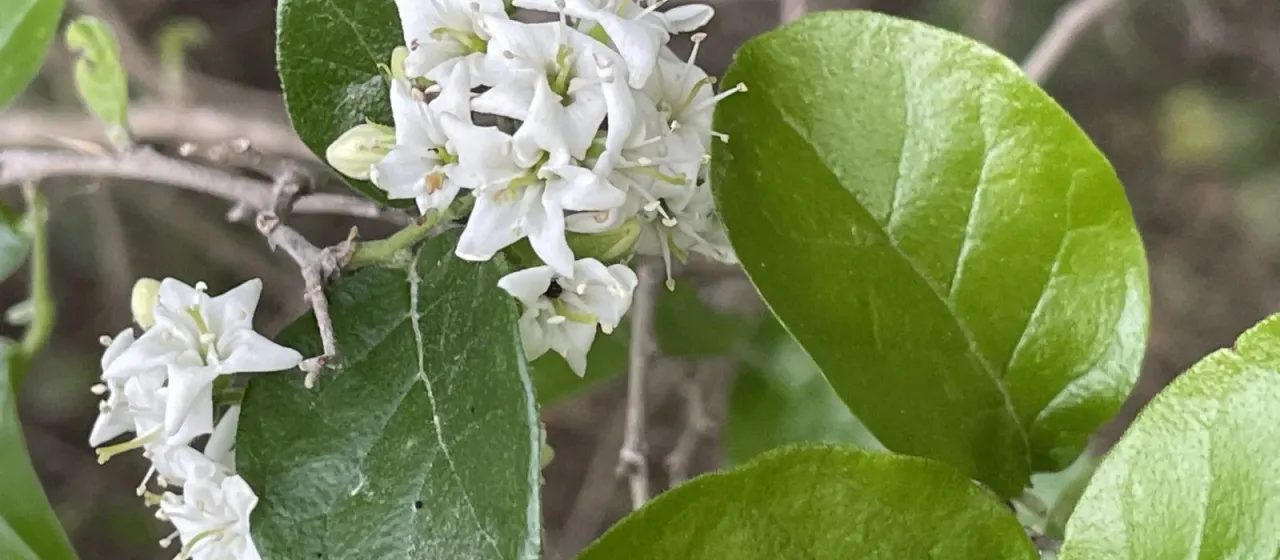 Anacua