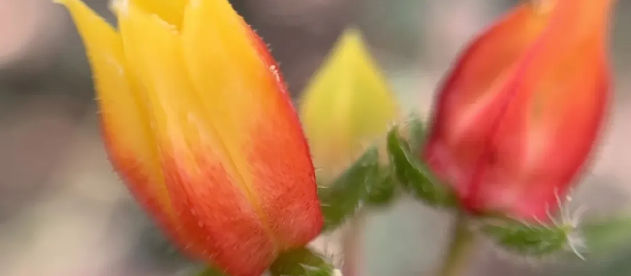 Mexican Firecracker