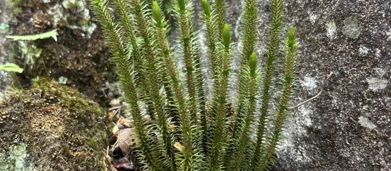 Arctic fir clubmoss