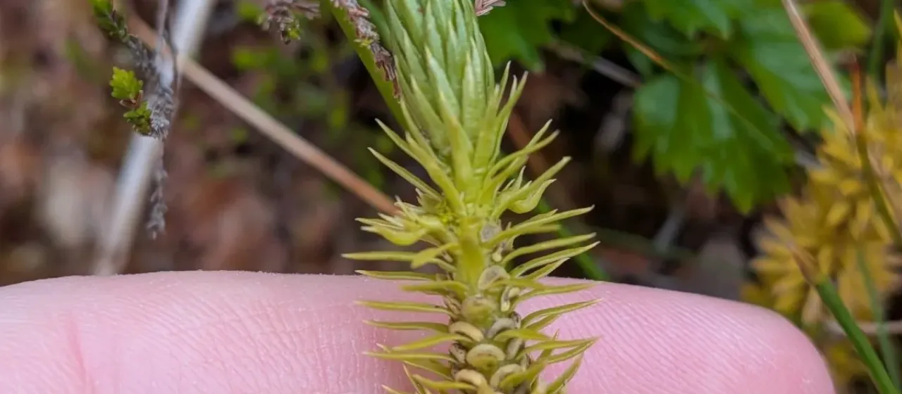 Common clubmoss