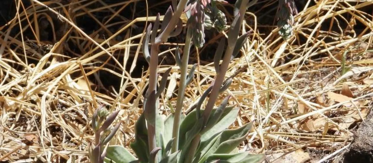 Echeveria strictiflora