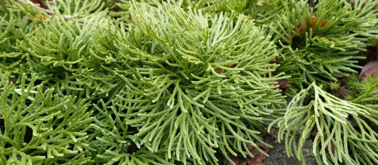 Cypress-like clubmoss