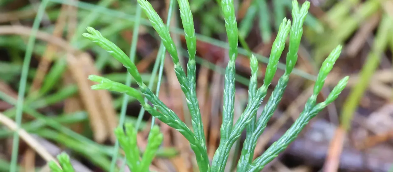 Zeiller's clubmoss