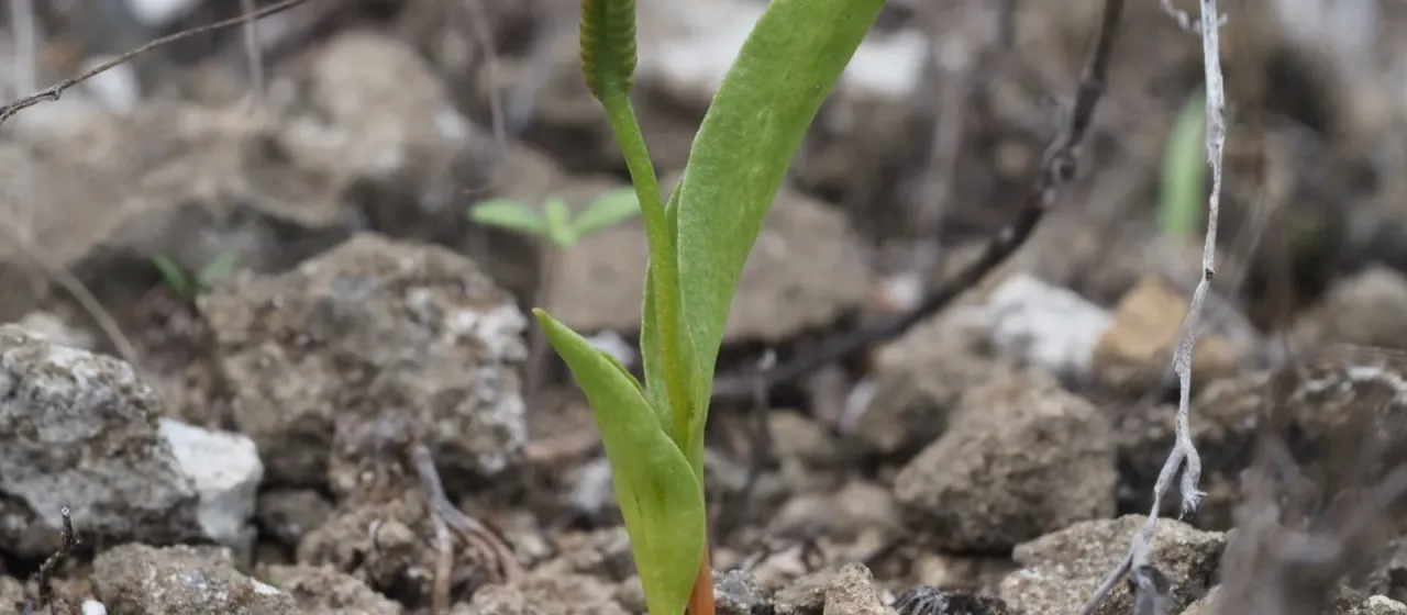 Ophioglossum polyphyllum