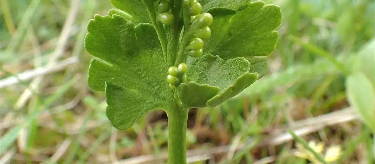 Northern moonwort
