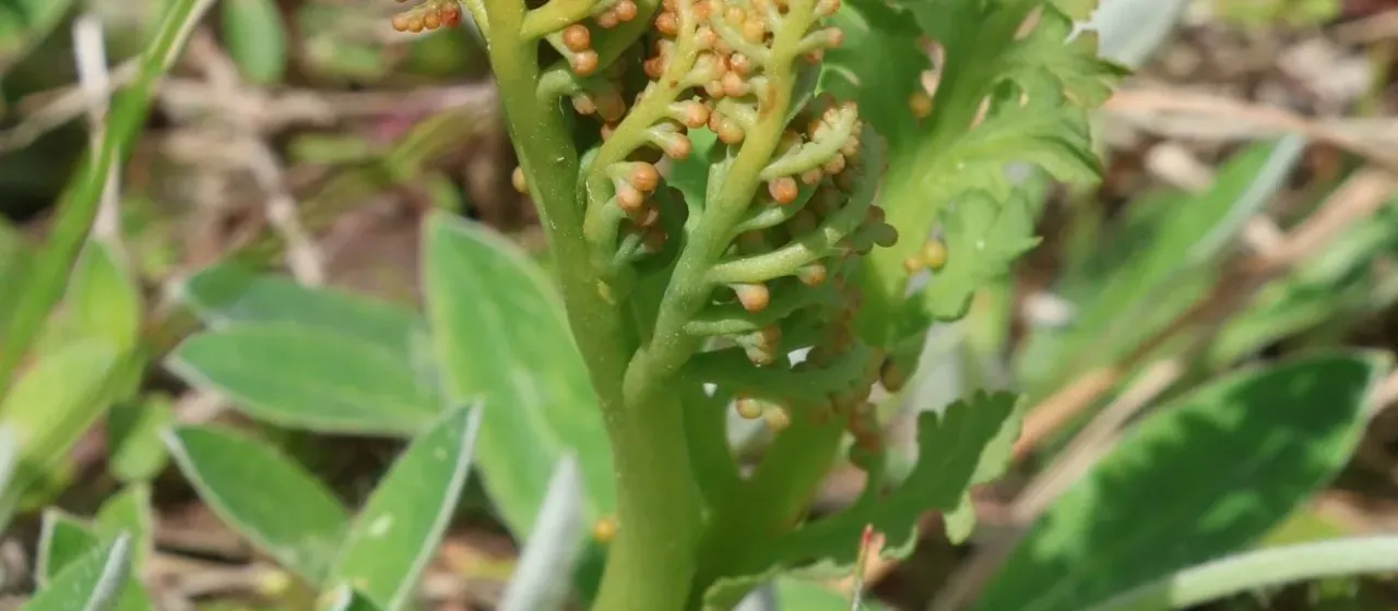 Matricary grapefern