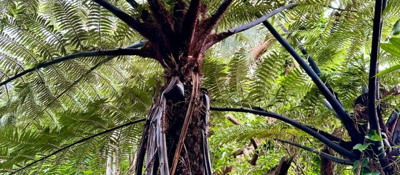 Sphaeropteris