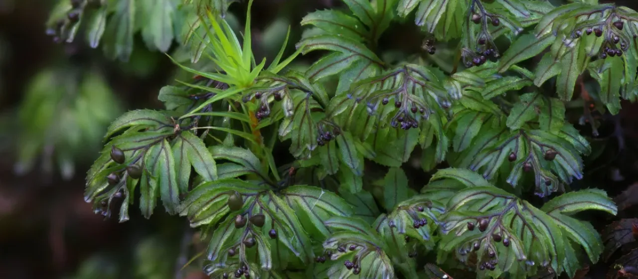 Wilson's filmy fern