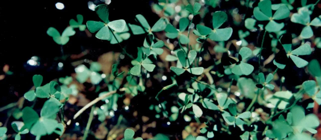 Marsilea batardae
