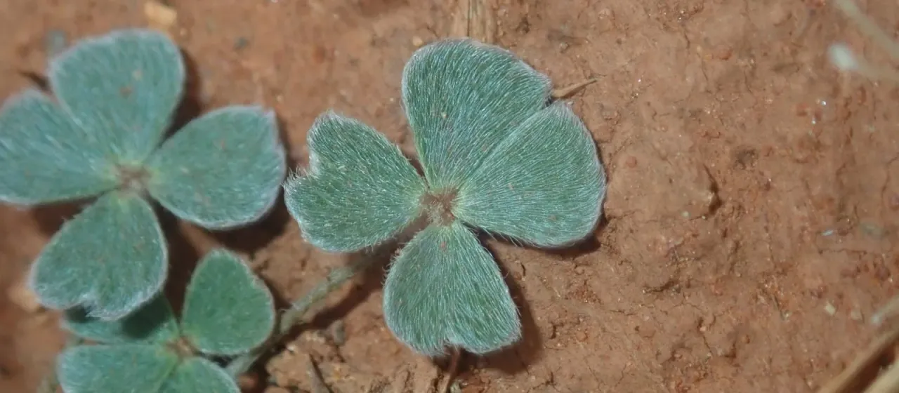 Marsilea hirsuta