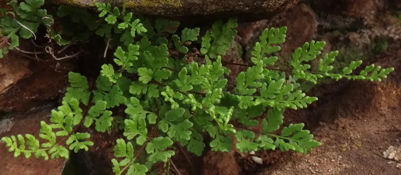 Cheilanthes guanchica