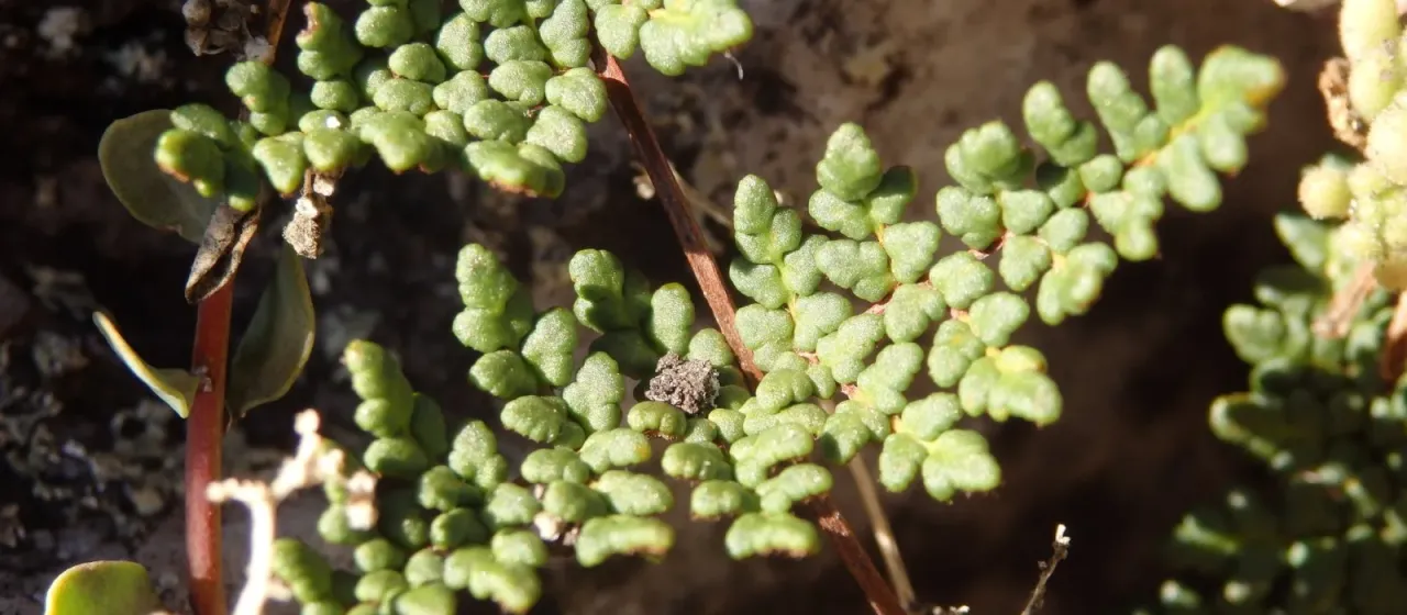Spanish lip fern