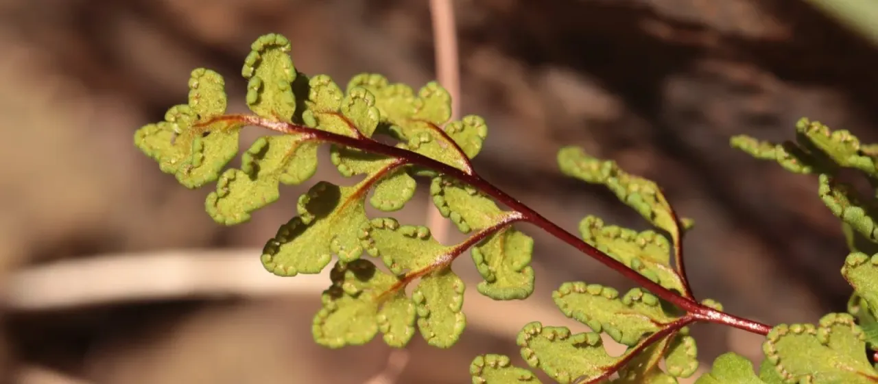 Cheilanthes tinaei